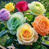 Hina Ali - Customer